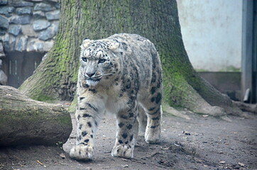 Obraz premium Snow Leopard