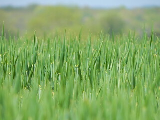 green grass background