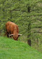 Szkocka krowa highlander © Aleks Jovičić