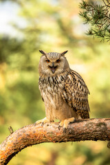 Fototapeta premium Eurasian Eagle Owl head, Bubo bubo, a large species of Eagle Owl. Sit in a tree, red eyes staring at you. One of the largest species of owls