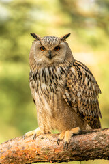 Eurasian Eagle Owl head, Bubo bubo, a large species of Eagle Owl. Sit in a tree, red eyes staring at you. One of the largest species of owls