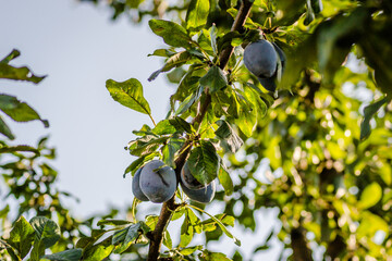 Branch Of Plum Tree With Fruit Close