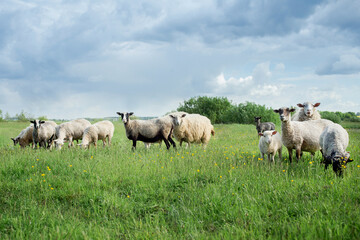 Naklejka na ściany i meble Sheep in the meadow. Sheep on the green grass. A flock of sheep. Farm