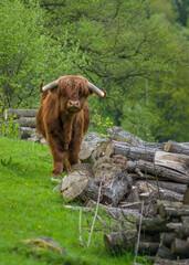Szkocka krowa highlander © Aleks Jovičić