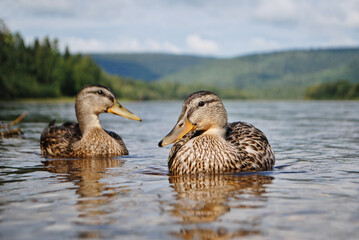 Wild ducks swim in the river in summer in clear weather