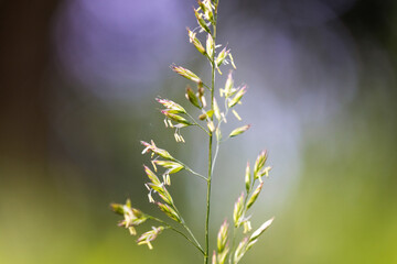 Grass flower with stamens