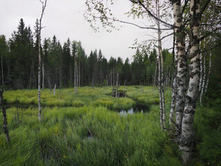 Birch trees in a swamp in the forest in summer