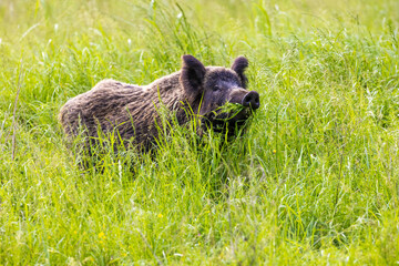 The wild boar is eating the plants in the grasslands, Baranja, Croatia