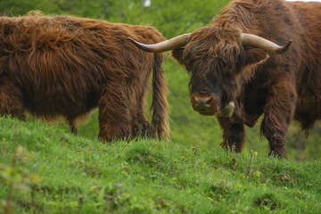 Szkocka krowa highlander © Aleks Jovičić