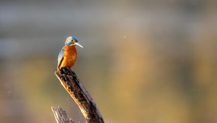 Kingfisher on a log