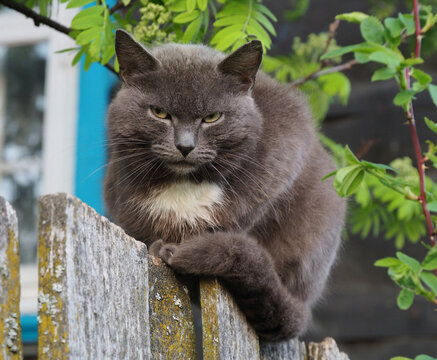 A gray fluffy cat sits on a fence near a wooden house and looks contemptuously