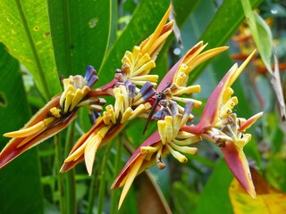 fleurs tropicales &agrave; bali