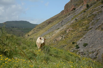 White cow is grazing on the green hills of Galilee under Arbel  mount. Arbel National Park and Nature Reserve. Israel