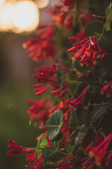 Red flowers on a highly blurred background; living plants at sunset