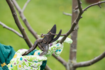 Prune Branches In Spring Garden Close Up.