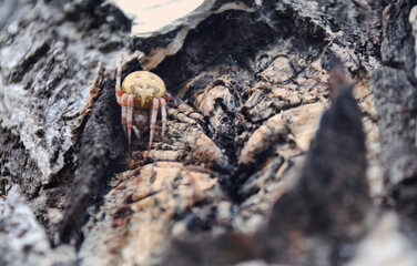 A spider that looks like a tarantula crawls along the bark of a tree in the Urals