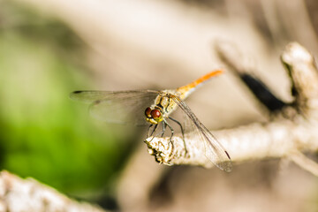 Dragonfly clinging to a branch. Dragonfly in their natural environment.