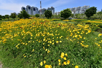 flower, korea, hanriver