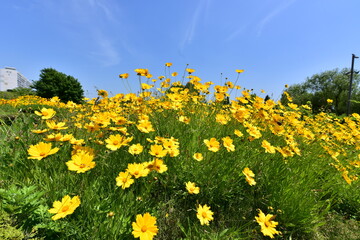 hanriver, flower, sky, korea, seoul