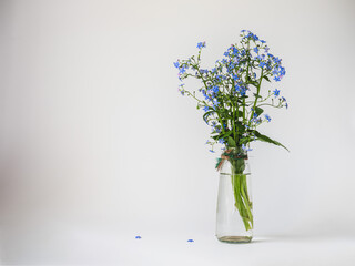 Bouquet of blue forget-me-nots in a glass bottle on a white background