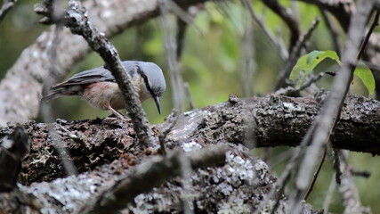 Trepador azul. Ave entre varias ramas. Mataelpino