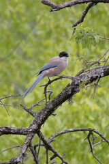 Rabilargo azul posado en una rama. Sierra de Guadarrama