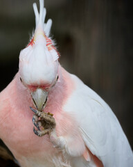 Major Mitchell's cockatoo that seems to be plotting something