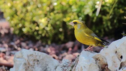 Verder&oacute;n, Chloris Chloris. Moralzarzal en Sierra de Guadarrama