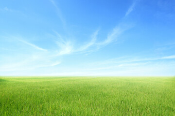 Fototapeta na wymiar Green field and Blue sky for background