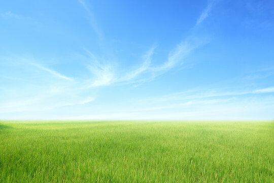 Green field and Blue sky for background