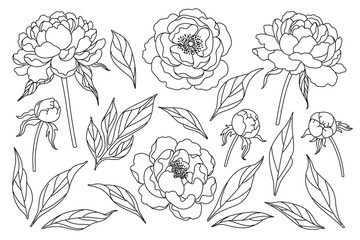 Peony Flowers, Buds and Leaves Sketch - 436456586