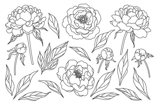 Peony Flowers, Buds and Leaves Sketch