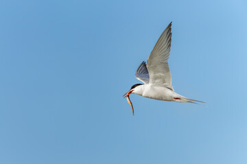 Common Tern (Sterna hirundo) flying with caught fish prey in beak on green natural background. Common Tern caught a small fish. Gelderland in the Netherlands.
