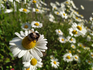 Obraz premium White petals Marguerite chamomile flowers in full blow in spring for bumblebees in summer as beautiful daisy flower pollination freshness and organic herbs in tranquil situation on a shiny summer day