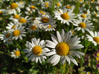 White petals Marguerite chamomile flowers in full blow in spring for bumblebees in summer as beautiful daisy flower pollination freshness and organic herbs in tranquil situation on a shiny summer day