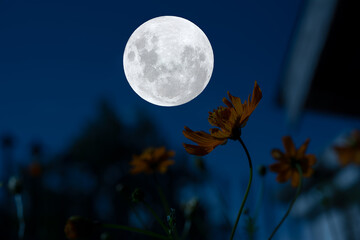 Full moon with cosmos flowers silhouette at night.	