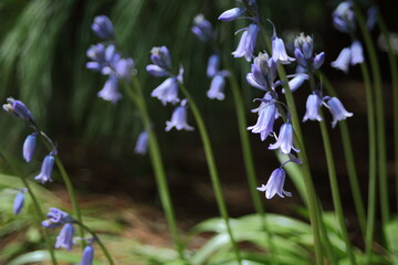 Blue bells of spring flowers