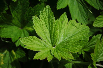 Fototapeta na wymiar Green, irregular shape leaf 
