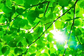 Fototapeta na wymiar Renewable energy sun light for green society