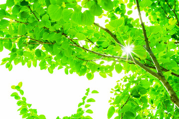 Renewable energy sun light for green society