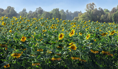 Sunflowers bloom in the field at sunset 