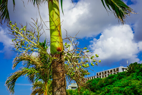 68 Best ウミカジテラス Images Stock Photos Vectors Adobe Stock