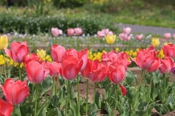 春の公園に咲くチューリップの花