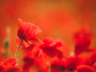 Close up view on red poppies - focus and blur background - flowers in nature - ecology concept