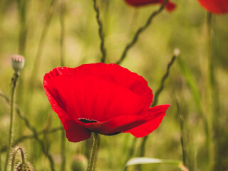 Close up view on red poppies - focus and blur background - flowers in nature - ecology concept