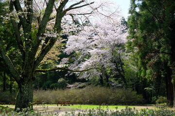 泉自然公園の桜　千葉県