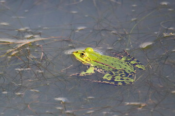 Frog in a lake