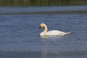 Plakat Swan on a lake