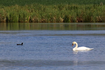 black coot together with a swan on a lake