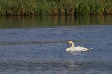 Swan on a lake